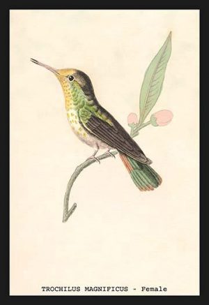 Hummingbird: Trochilus Magnificus - Female