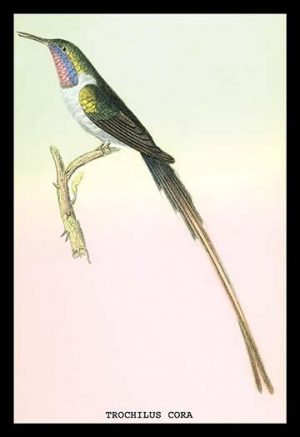 Hummingbird: Trochilus Cora