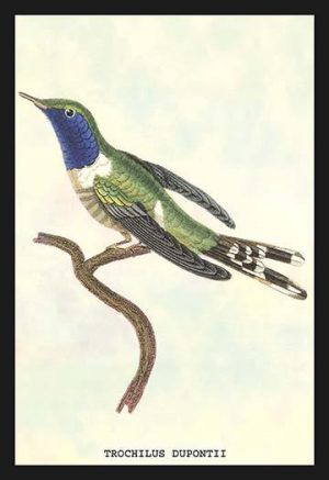 Hummingbird: Trochilus Dupontii