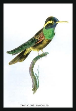 Hummingbird: Trochilus Leucotis