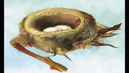 Nest with Eggs