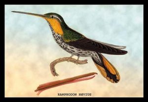 Hummingbird: Ramphodon Naevius