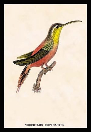 Hummingbird: Trochilus Rufigaster