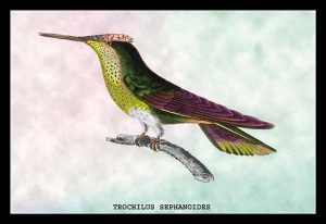 Hummingbird: Trochilus Sephanoides