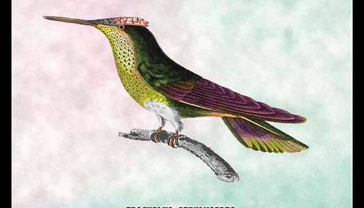 Hummingbird: Trochilus Sephanoides