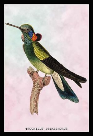 Hummingbird: Trochilus Petasphorus