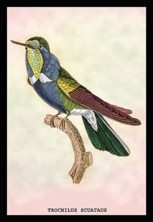 Hummingbird: Trochilus Scuataus