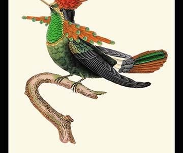 Hummingbird: Trochilus Ornatus - Male