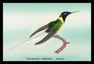 Hummingbird: Trochilus Cornutus - Female