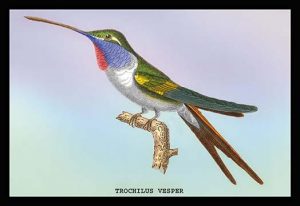 Hummingbird: Trochilus Vesper