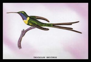 Hummingbird: Trochilus Enicurus