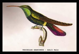 Hummingbird: Trochilus Gramineus