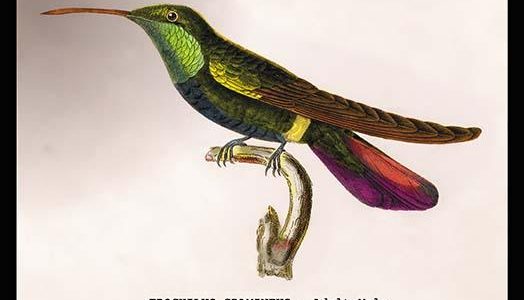 Hummingbird: Trochilus Gramineus