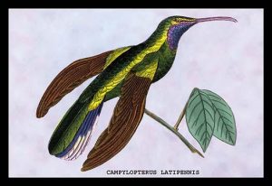 Hummingbird: Campylopterus Latipennis