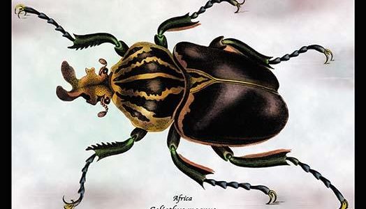 Beetle: African Goliathus Magnus #1