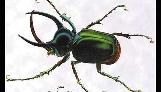 Beetle: Scarabaeus Atlas of Java #1