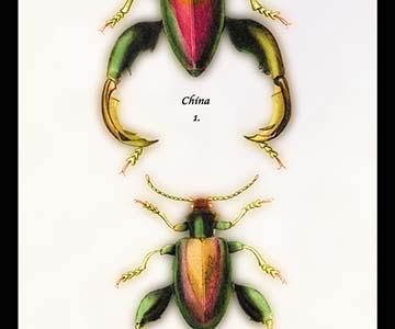 Beetle: Chinese Sagra Buquetu #1