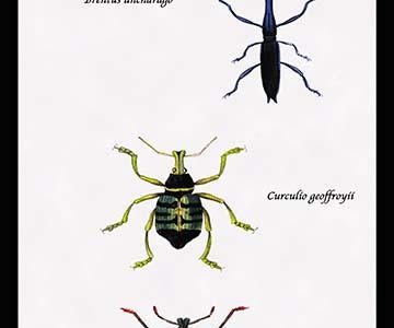 " Beetles: Brentus Anchorago, Curculio Geoffroyii et al. #1"