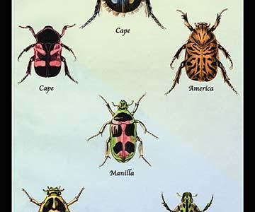 " Beetles of Cape, America, Manilla, N. Holland and Brazil #1"