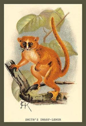 Smith's Dwarf-Lemur