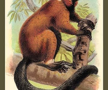 The Red-Ruffed Lemur