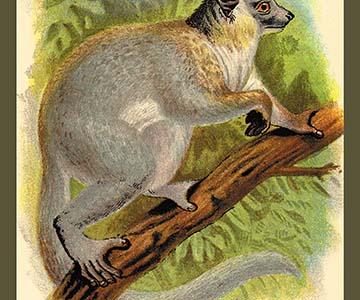 The White-Footed Sportive Lemur