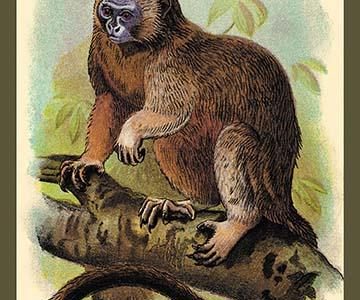 The White-Footed Marmoset