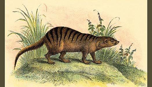 An Exotic Creature