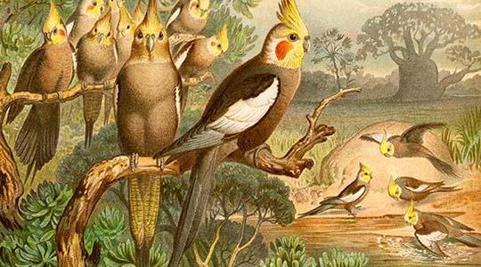 Rosy Cheeked Cockatiels or Cockatoo