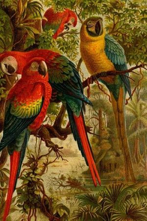 Macaws