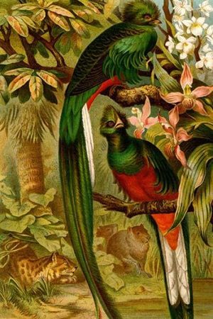 Quetzal