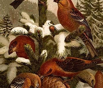 Crossbill Finches