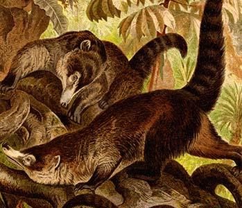 White-Nosed Coati