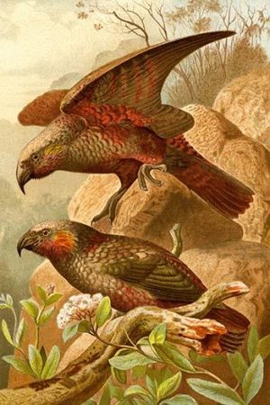 Kea Parrots