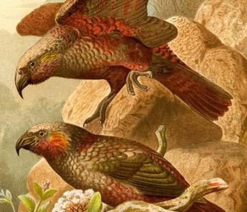 Kea Parrots