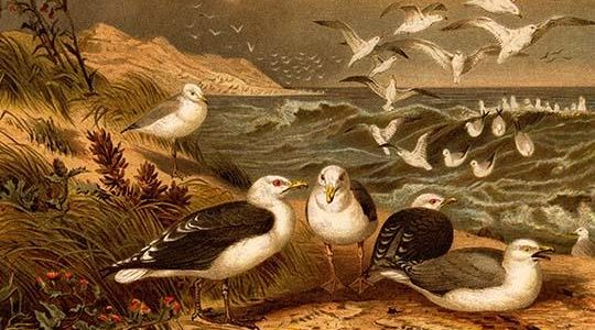 Seagulls