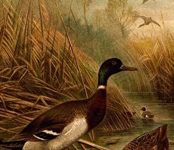 Mallard Duck