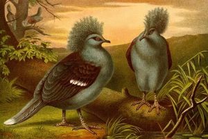 Crowned Pigeons