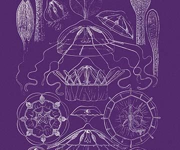 Jellyfish: Trachymedusae #2