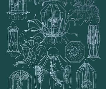 Jellyfish: Trachymedusae #3