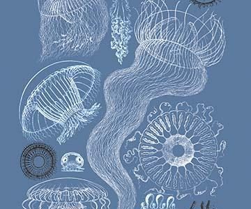 Jellyfish: Leptomedusae