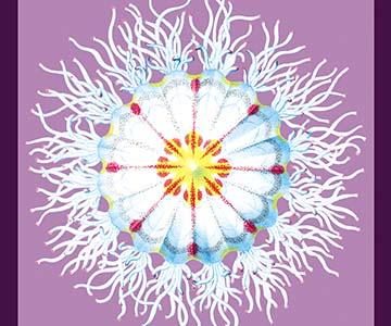 Jellyfish: Pectanthis Asteroides #2