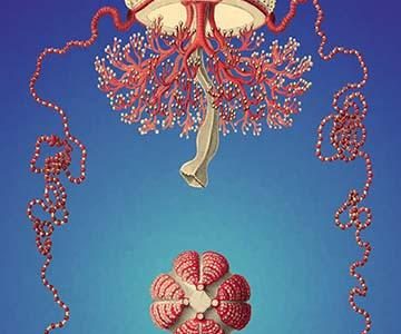 Jellyfish: Thamnostylus Dinema