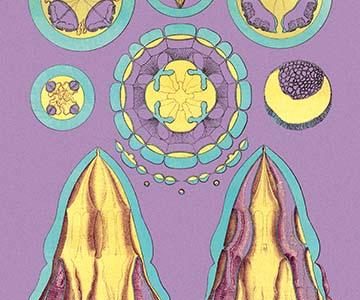 Jellyfish: Periphylla Mirabilis #1