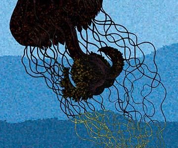 Jellyfish: Discomedusae #1