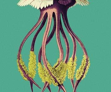 Jellyfish: Leonura Terminalis