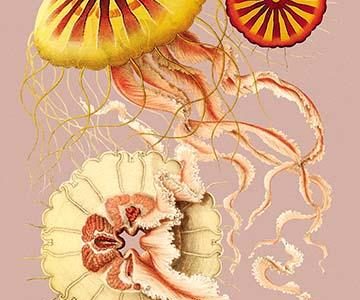 Jellyfish: Discomedusae #2