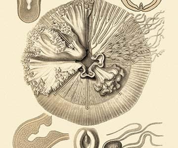 Jellyfish: Drymonema Victoria