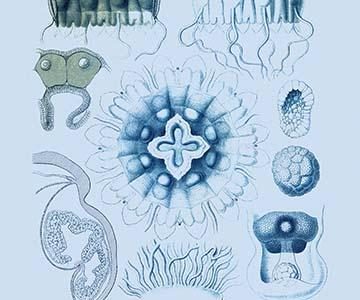 Jellyfish: Nauphanta Challengeri #2