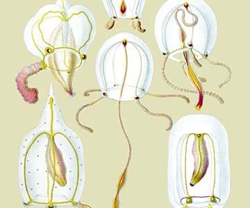 Jellyfish: Anthomedusae